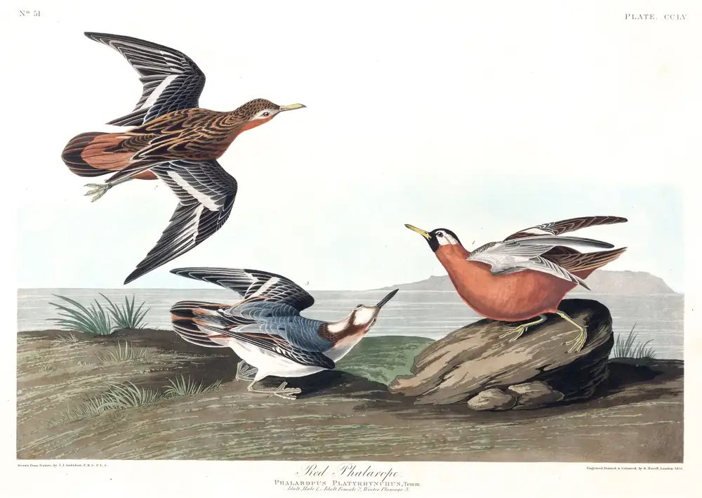 The whole sheet of plate 255, with its engraved caption