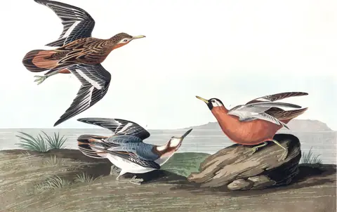 Plate 255 of Audubon's The Birds of America: Red Phalarope (Phalaropus fulicarius)