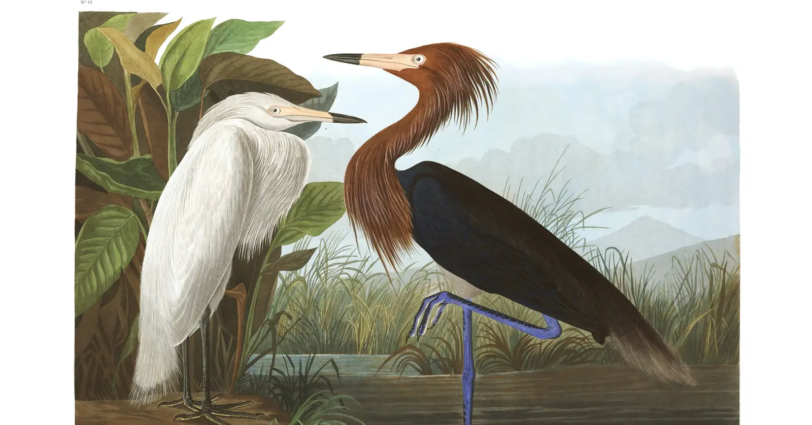 Plate 256 of Audubon's The Birds of America: Reddish Egret (Egretta rufescens)