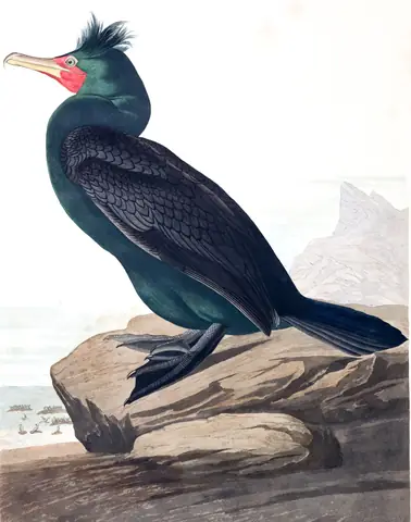 Plate 257 of Audubon's The Birds of America: Double-crested Cormorant (Nannopterum auritum)