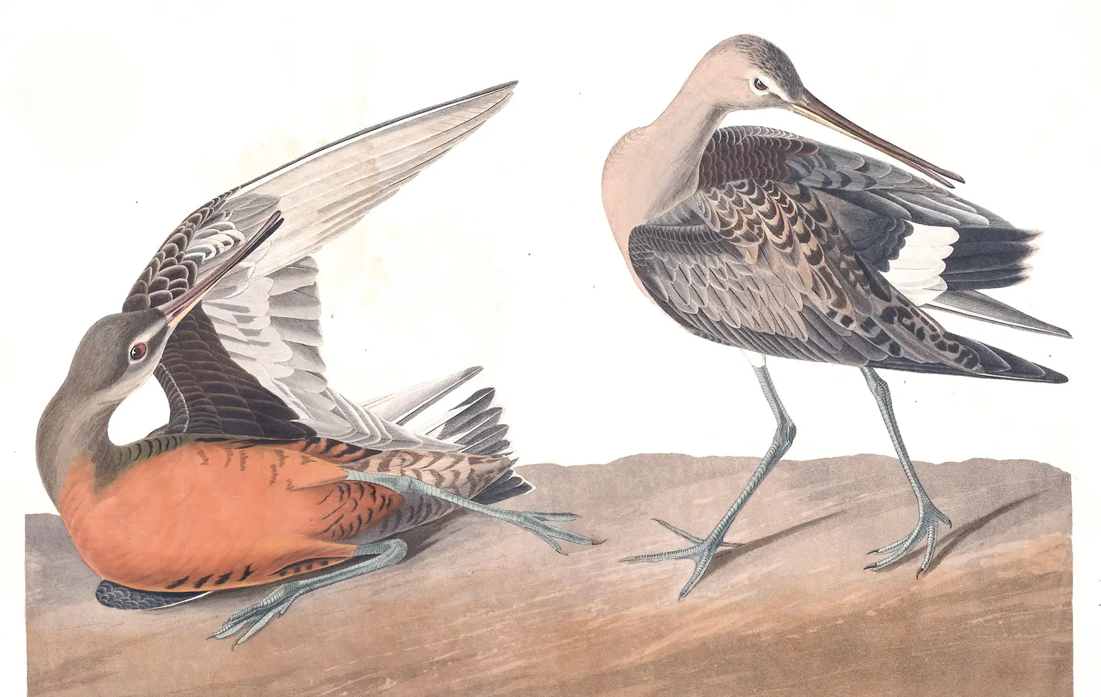 Plate 258 of Audubon's The Birds of America: Hudsonian Godwit (Limosa haemastica)