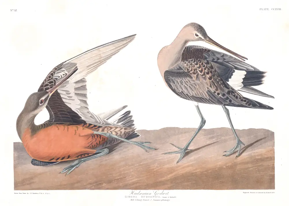 The whole sheet of plate 258, with its engraved caption