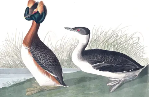 Plate 259 of Audubon's The Birds of America: Horned Grebe (Podiceps auritus)