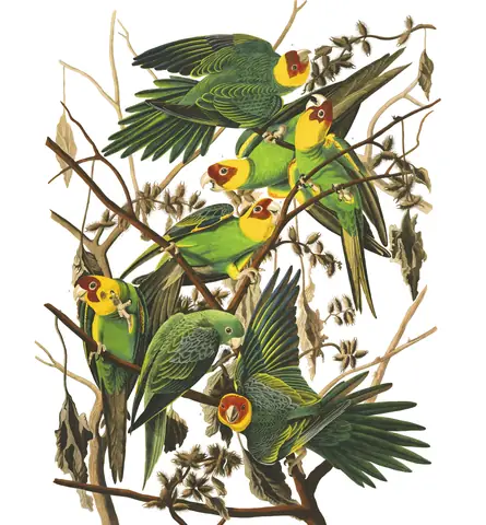 Plate 26 of Audubon's The Birds of America: Carolina Parakeet (Conuropsis carolinensis)