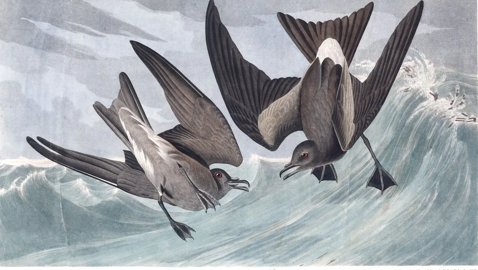 Plate 260 of Audubon's The Birds of America: Leach's Storm-Petrel (Hydrobates leucorhous)