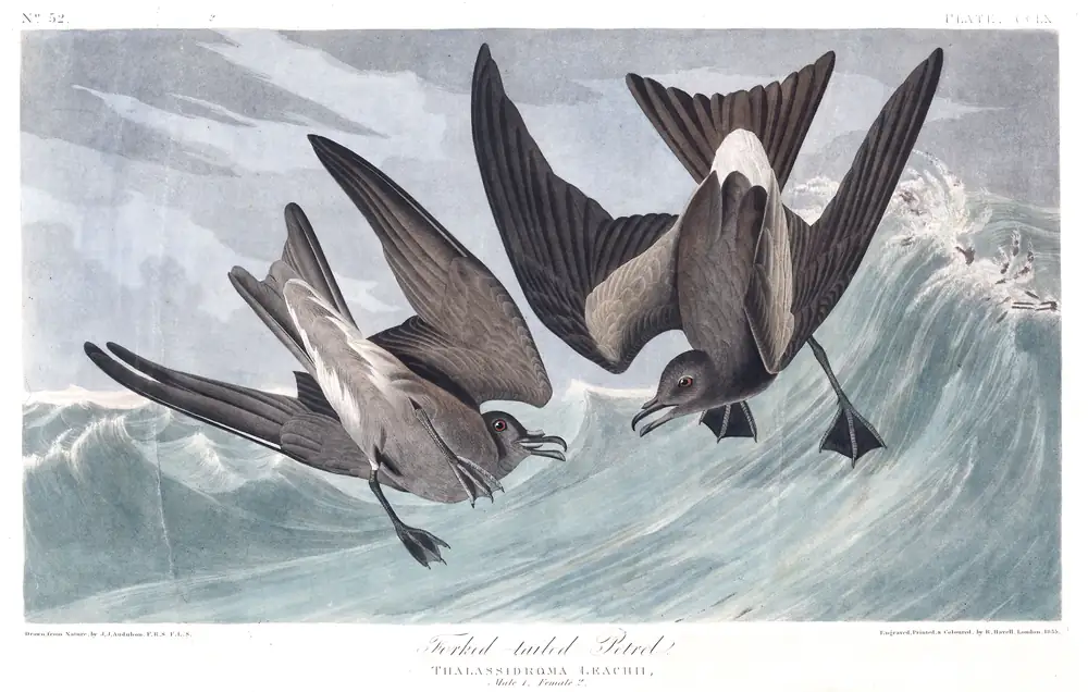 The whole sheet of plate 260, with its engraved caption