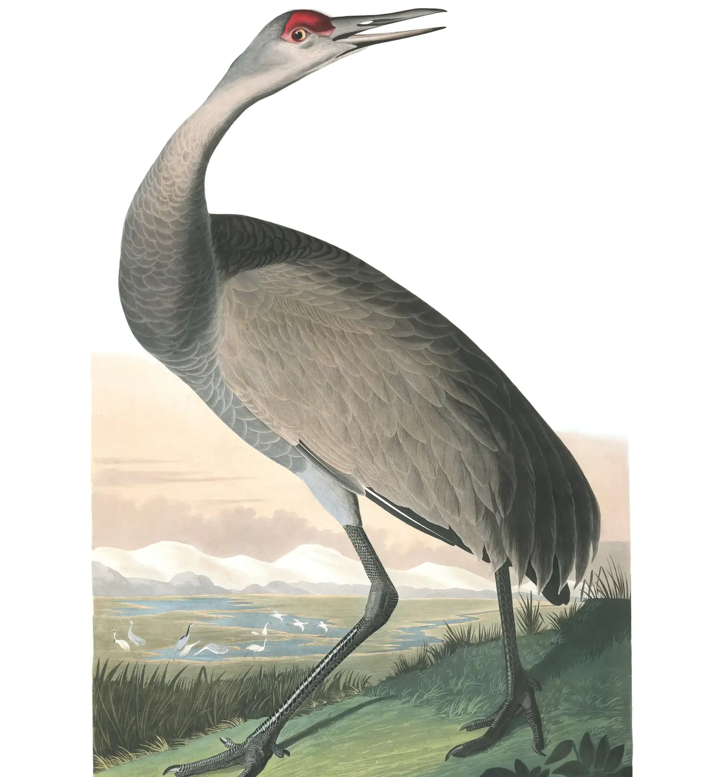 Plate 261 of Audubon's The Birds of America: Sandhill Crane (Antigone canadensis)
