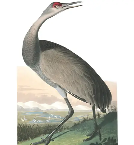 Plate 261 of Audubon's The Birds of America: Sandhill Crane (Antigone canadensis)
