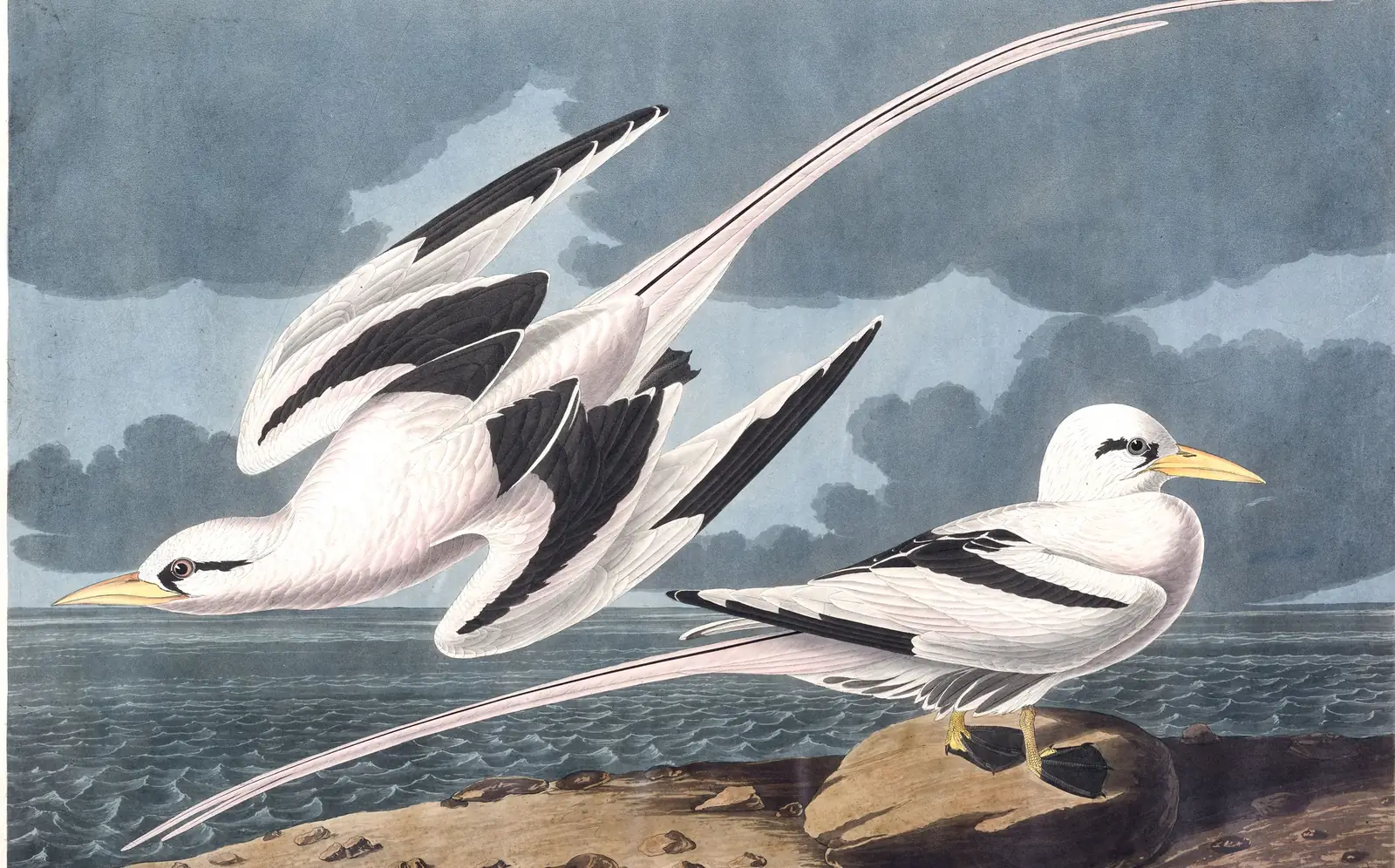 Plate 262 of Audubon's The Birds of America: White-tailed Tropicbird (Phaethon lepturus)