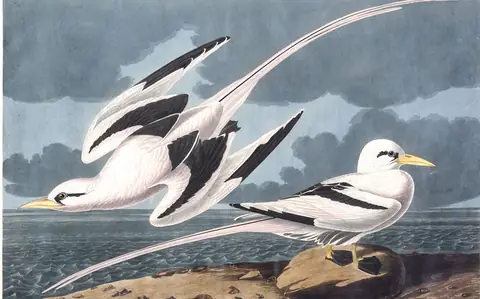 Plate 262 of Audubon's The Birds of America: White-tailed Tropicbird (Phaethon lepturus)