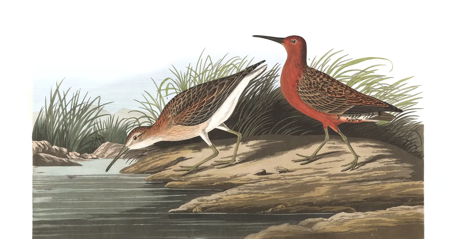 Plate 263 of Audubon's The Birds of America: Curlew Sandpiper (Calidris ferruginea)