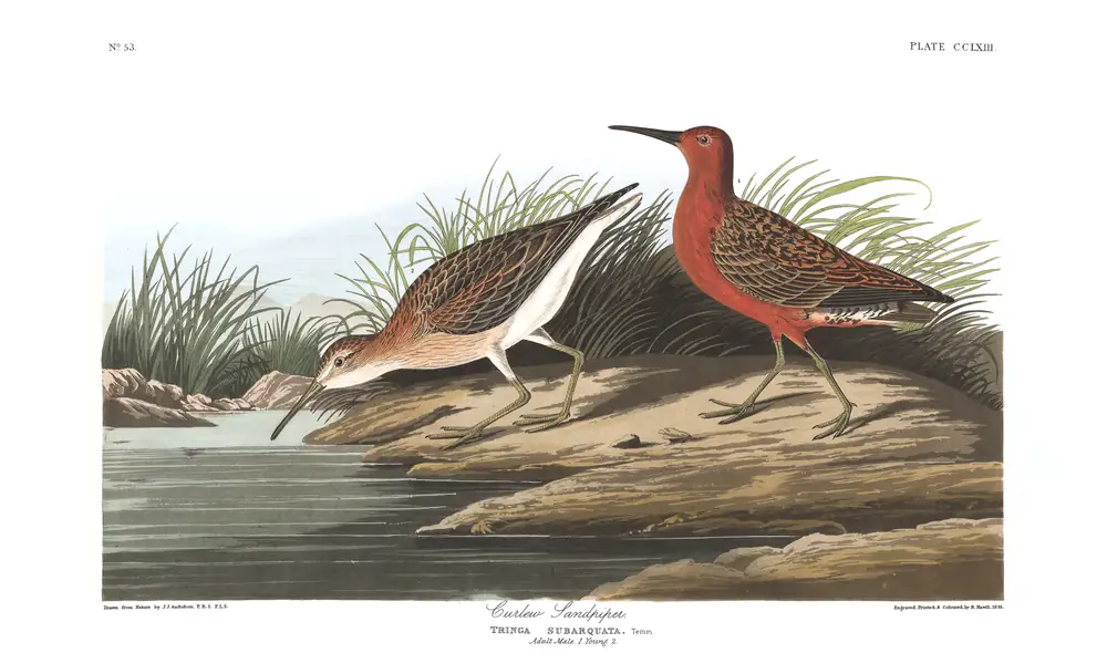 The whole sheet of plate 263, with its engraved caption