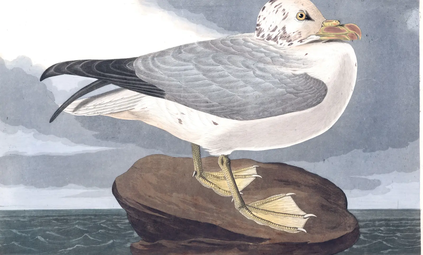 Plate 264 of Audubon's The Birds of America: Northern Fulmar (Fulmarus glacialis)
