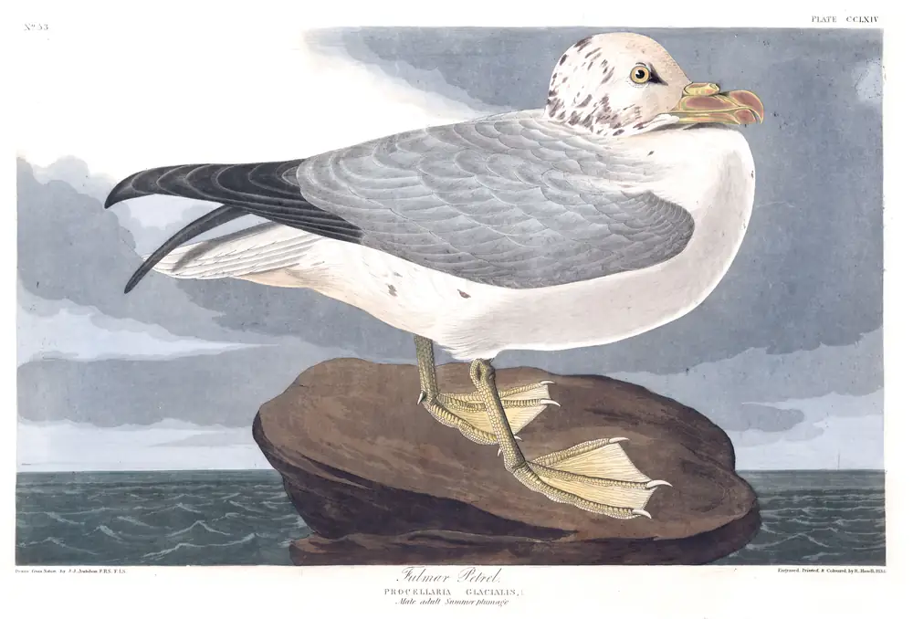 The whole sheet of plate 264, with its engraved caption