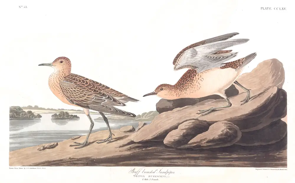 The whole sheet of plate 265, with its engraved caption