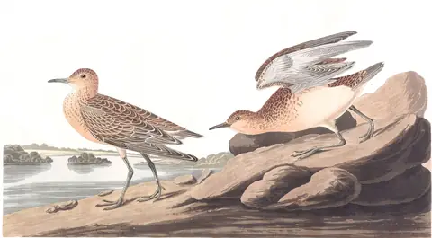 Plate 265 of Audubon's The Birds of America: Buff-breasted Sandpiper (Calidris subruficollis)