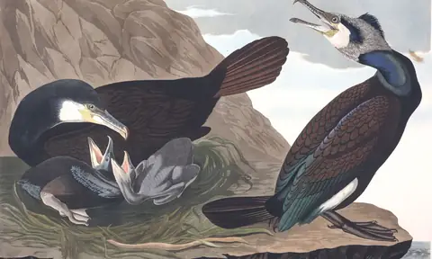 Plate 266 of Audubon's The Birds of America: Great Cormorant (Phalacrocorax carbo)