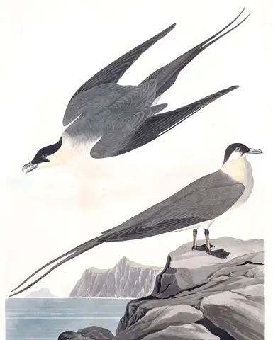 Plate 267 of Audubon's The Birds of America: Long-tailed Jaeger (Stercorarius longicaudus)