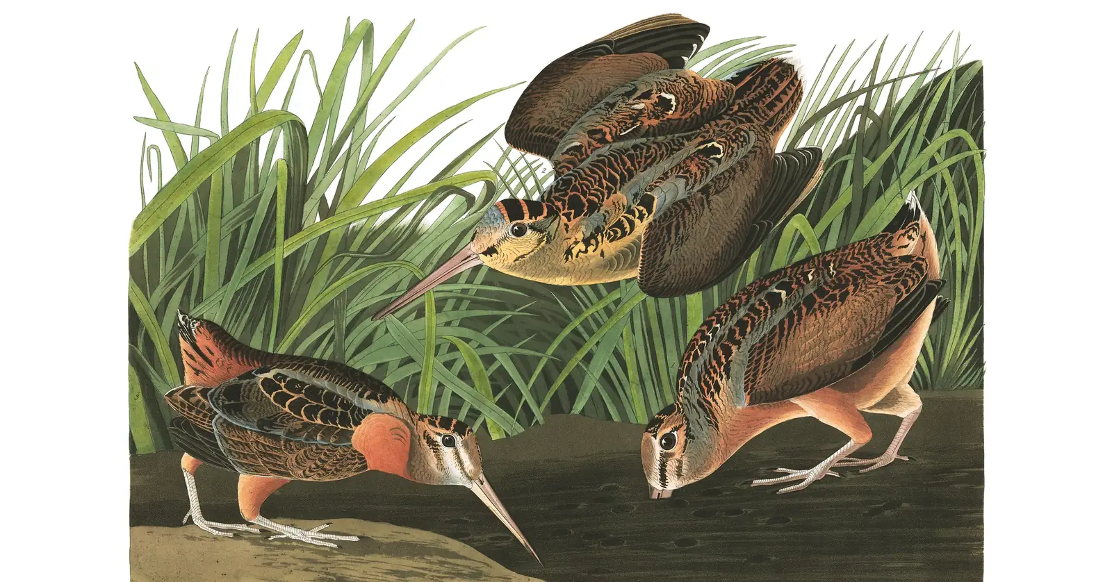 Plate 268 of Audubon's The Birds of America: American Woodcock (Scolopax minor)