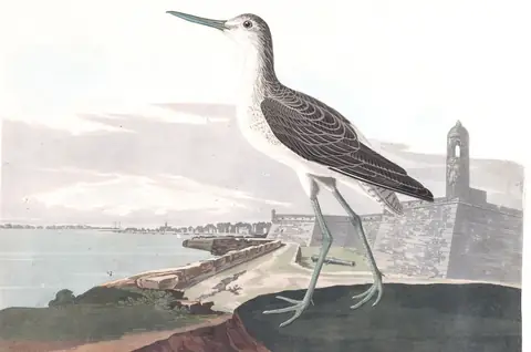 Plate 269 of Audubon's The Birds of America: Common Greenshank (Tringa nebularia)