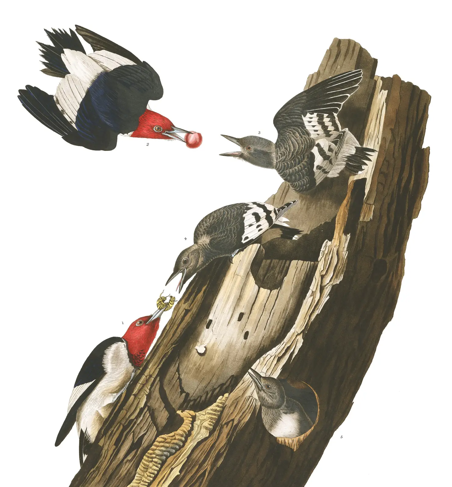 Plate 27 of Audubon's The Birds of America: Red-headed Woodpecker (Melanerpes erythrocephalus)