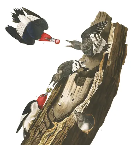 Plate 27 of Audubon's The Birds of America: Red-headed Woodpecker (Melanerpes erythrocephalus)