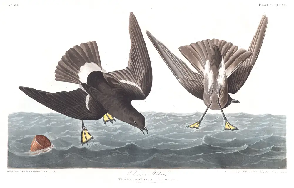 The whole sheet of plate 270, with its engraved caption