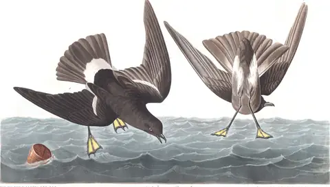 Plate 270 of Audubon's The Birds of America: Wilson's Storm-Petrel (Oceanites oceanicus)
