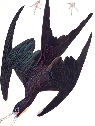 Plate 271 of Audubon's The Birds of America: Magnificent Frigatebird (Fregata magnificens)