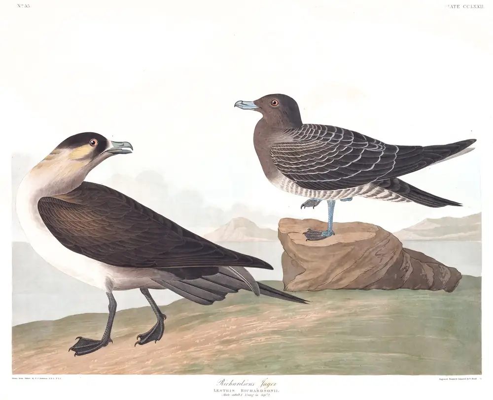The whole sheet of plate 272, with its engraved caption