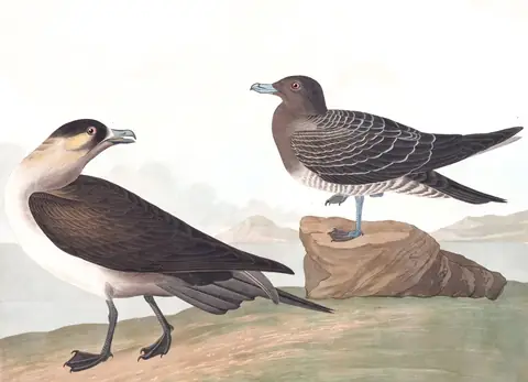 Plate 272 of Audubon's The Birds of America: Parasitic Jaeger (Stercorarius parasiticus)