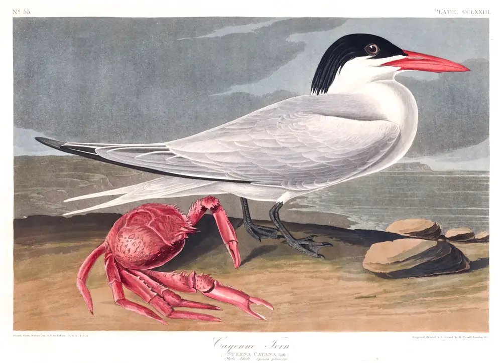 The whole sheet of plate 273, with its engraved caption