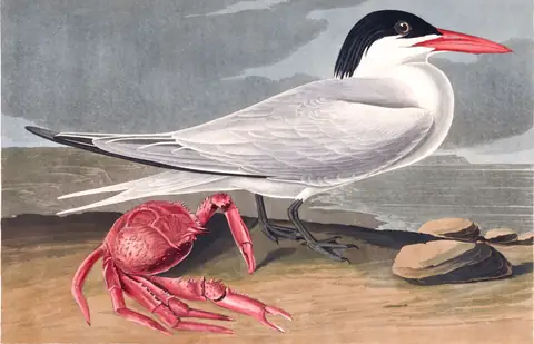 Plate 273 of Audubon's The Birds of America: Royal Tern (Thalasseus maximus)