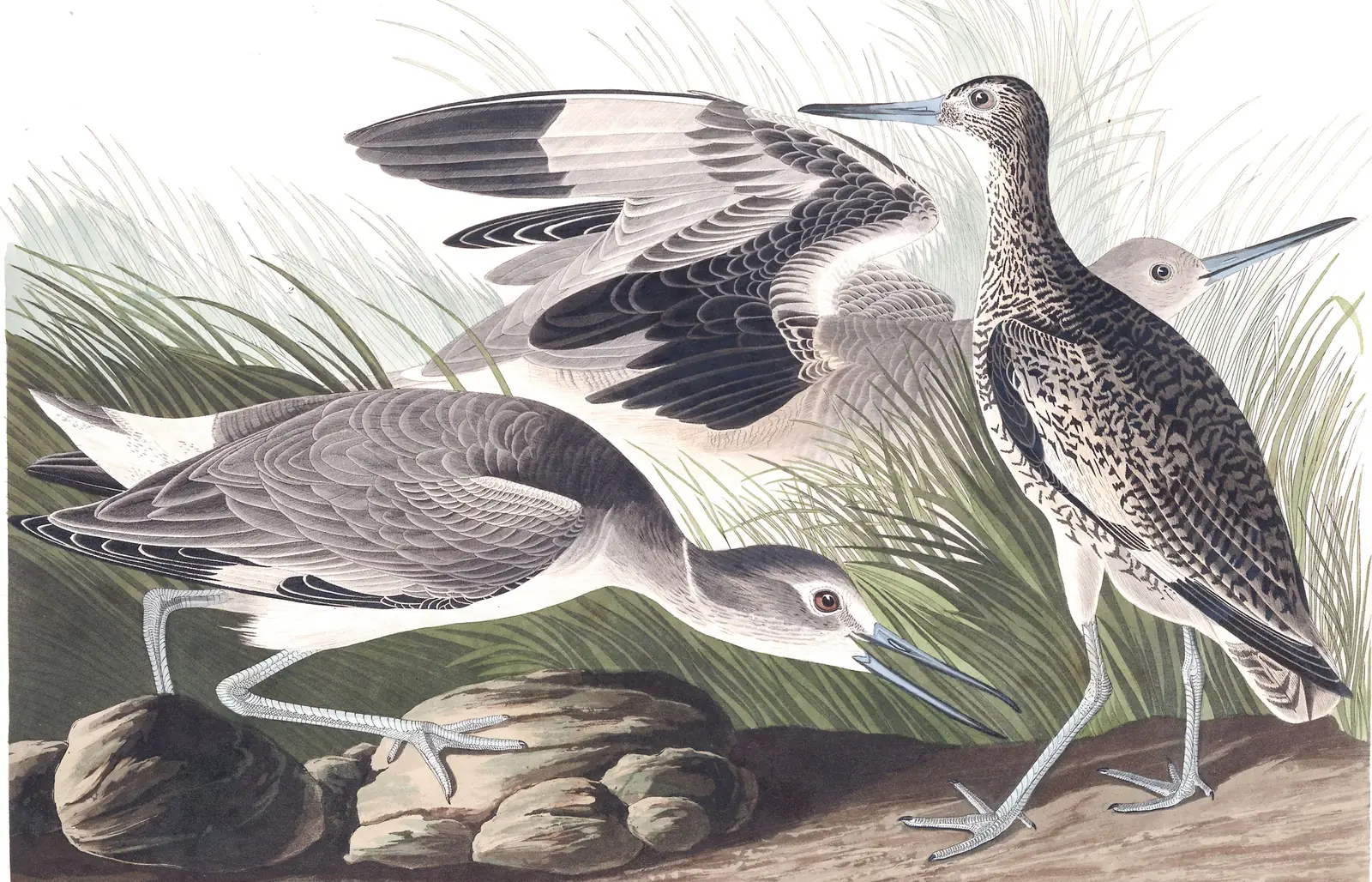 Plate 274 of Audubon's The Birds of America: Willet (Tringa semipalmata)