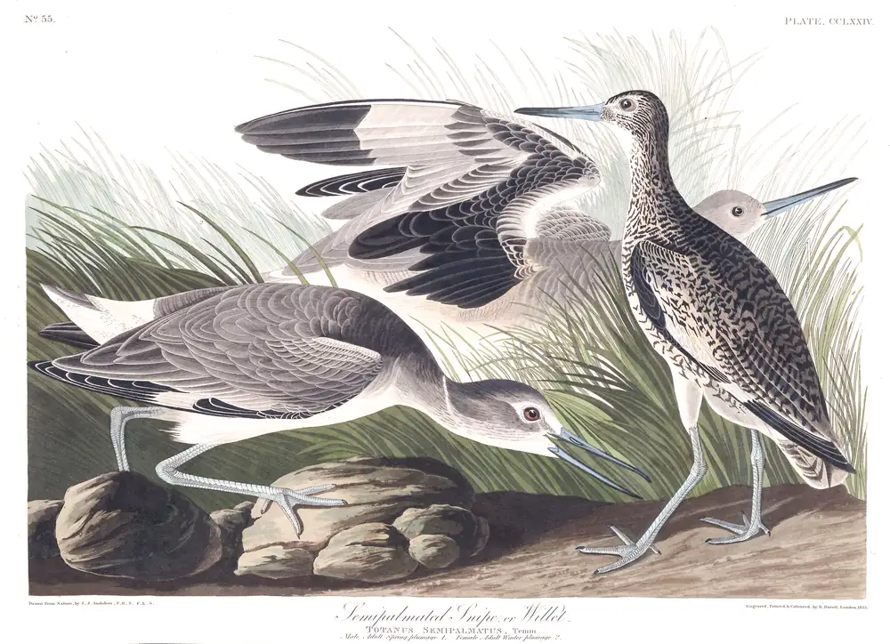 The whole sheet of plate 274, with its engraved caption