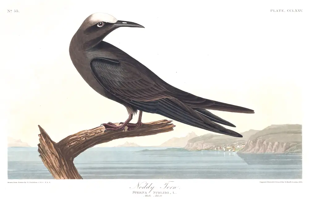 The whole sheet of plate 275, with its engraved caption