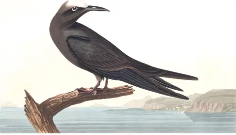 Plate 275 of Audubon's The Birds of America: Brown Noddy (Anous stolidus)