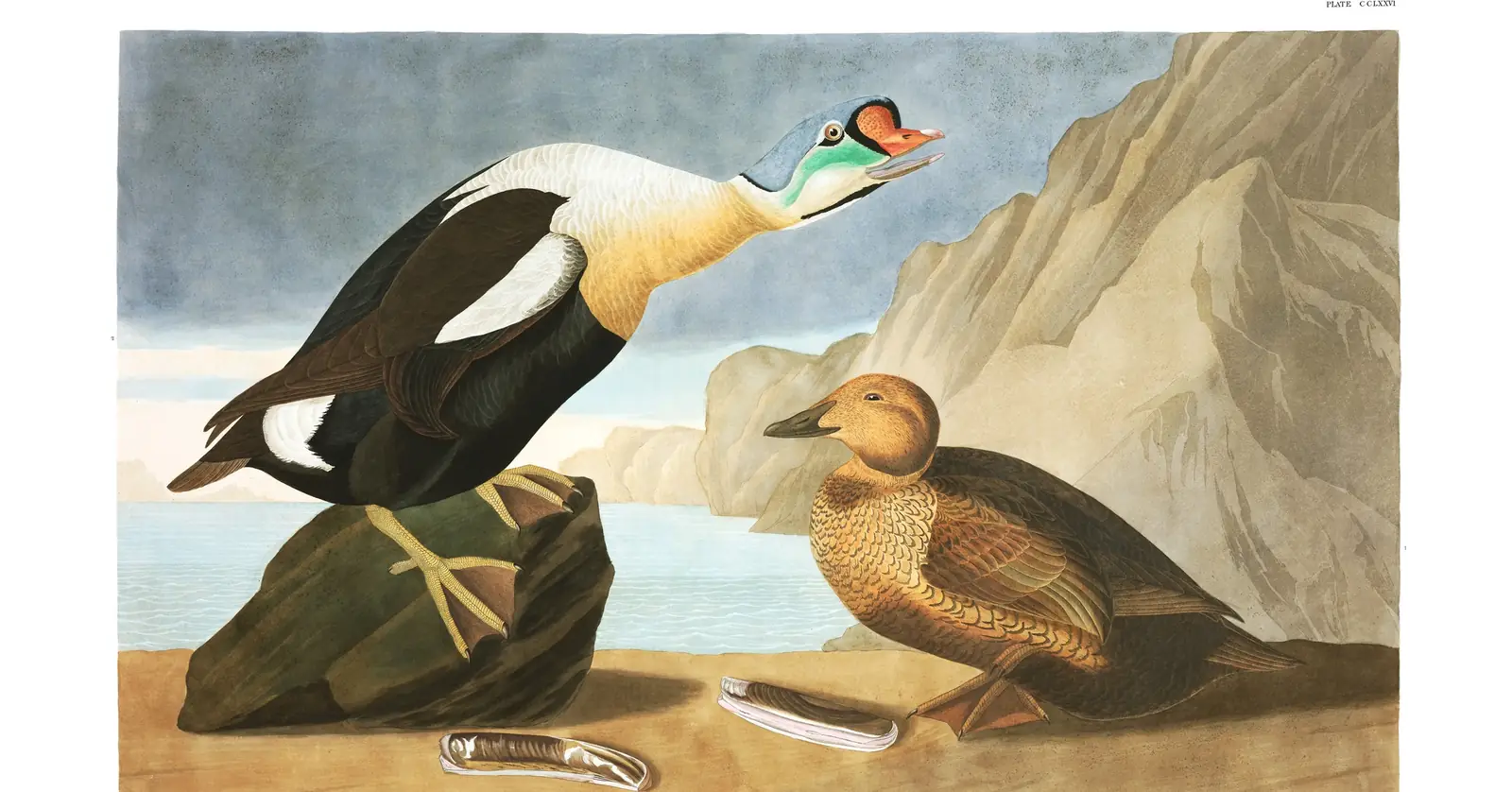 Plate 276 of Audubon's The Birds of America: King Eider (Somateria spectabilis)