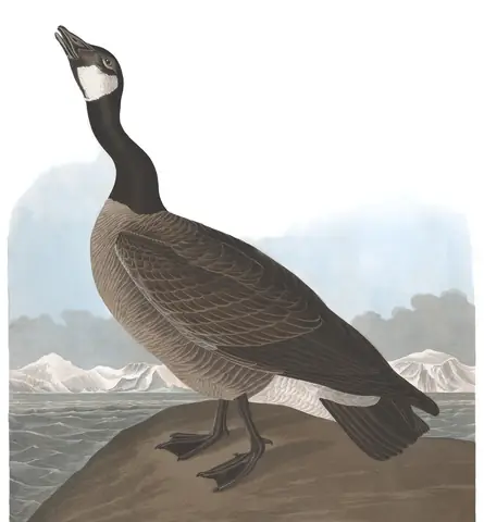 Plate 277 of Audubon's The Birds of America: Cackling Goose (Branta hutchinsii)