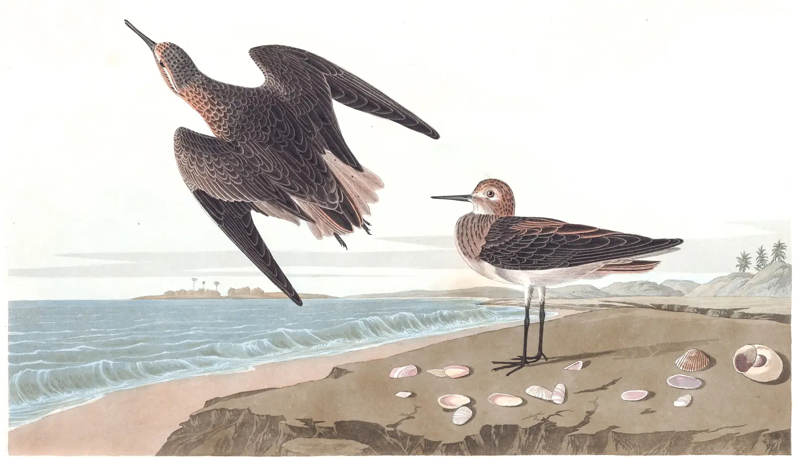 Plate 278 of Audubon's The Birds of America: White-rumped Sandpiper (Calidris fuscicollis)
