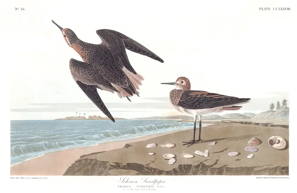The whole sheet of plate 278, with its engraved caption