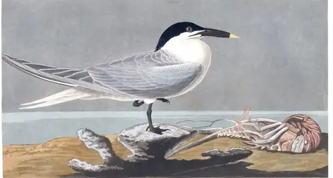 Plate 279 of Audubon's The Birds of America: Sandwich Tern (Thalasseus sandvicensis)