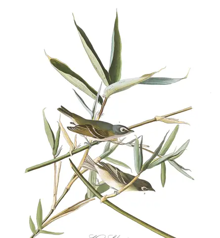 Plate 28 of Audubon's The Birds of America: Blue-headed Vireo (Vireo solitarius)