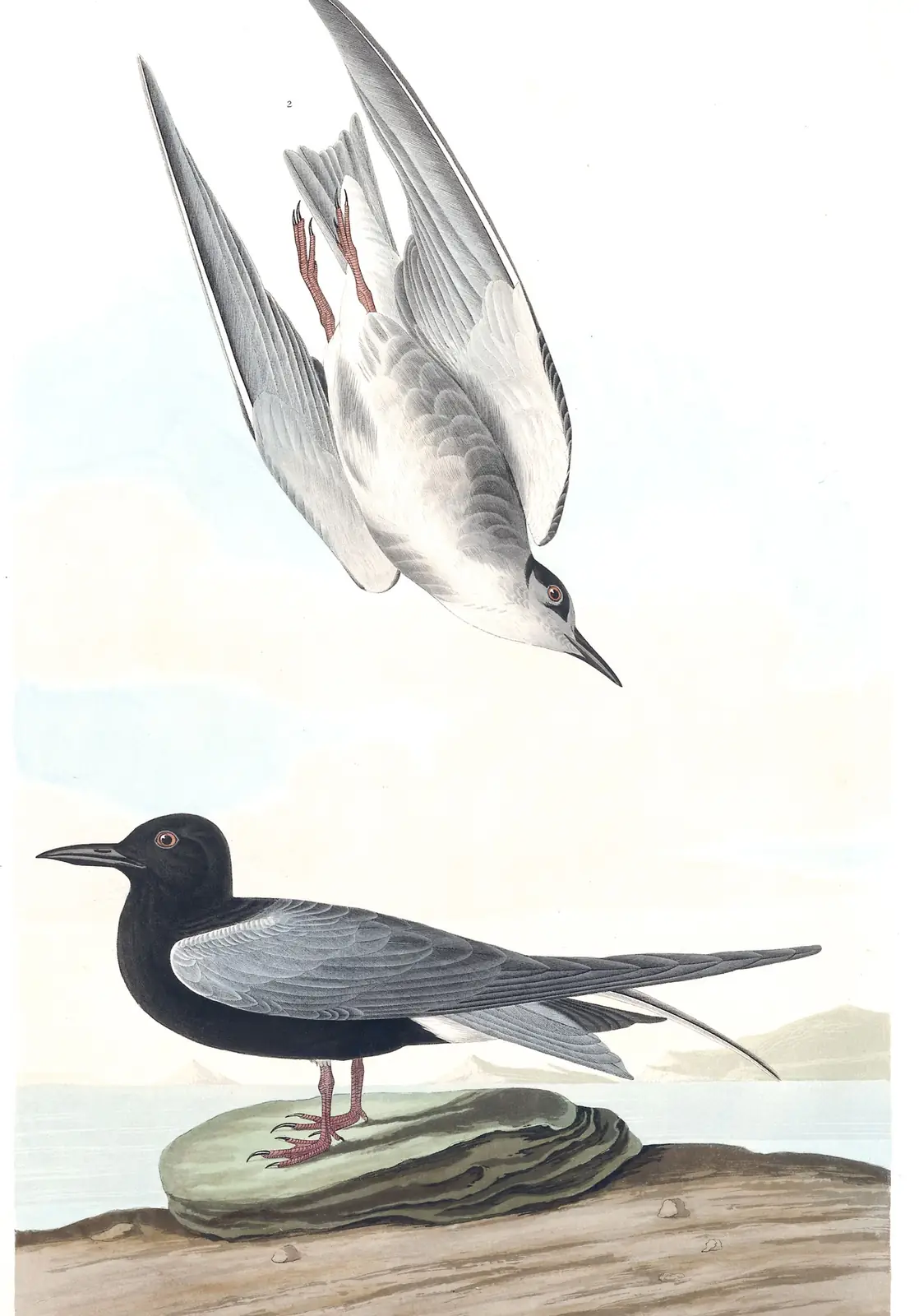Plate 280 of Audubon's The Birds of America: Black Tern (Chlidonias niger)