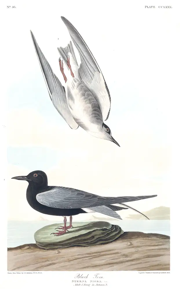The whole sheet of plate 280, with its engraved caption