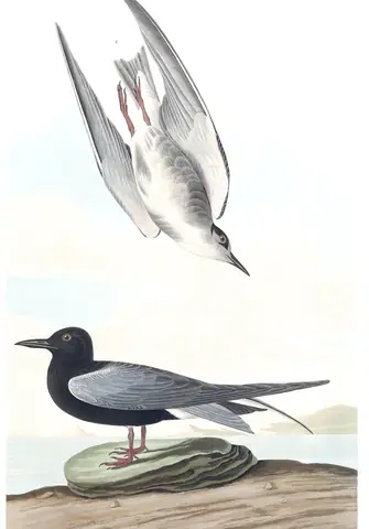 Plate 280 of Audubon's The Birds of America: Black Tern (Chlidonias niger)