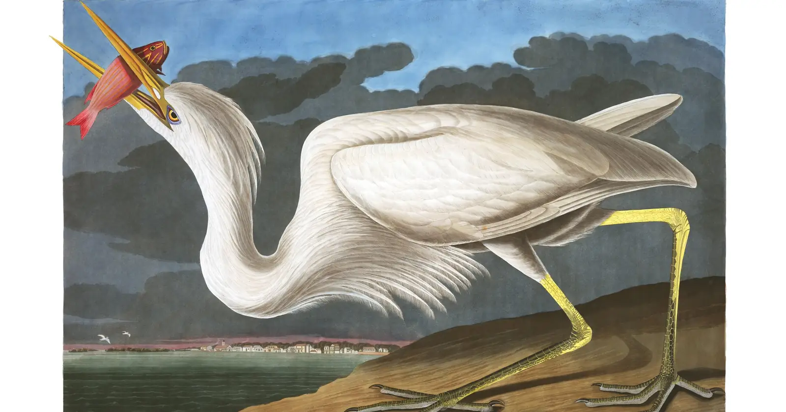 Plate 281 of Audubon's The Birds of America: Great Blue Heron (Ardea herodias)