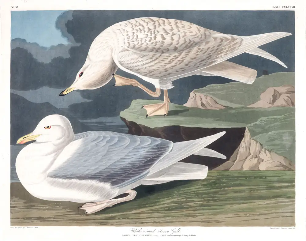 The whole sheet of plate 282, with its engraved caption