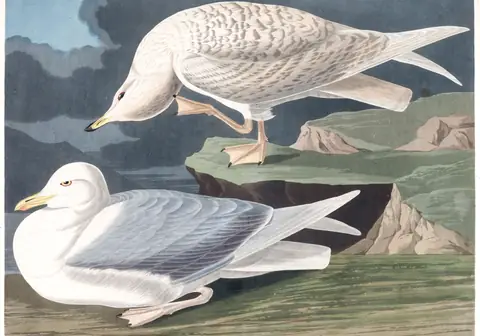 Plate 282 of Audubon's The Birds of America: Iceland Gull (Larus glaucoides)