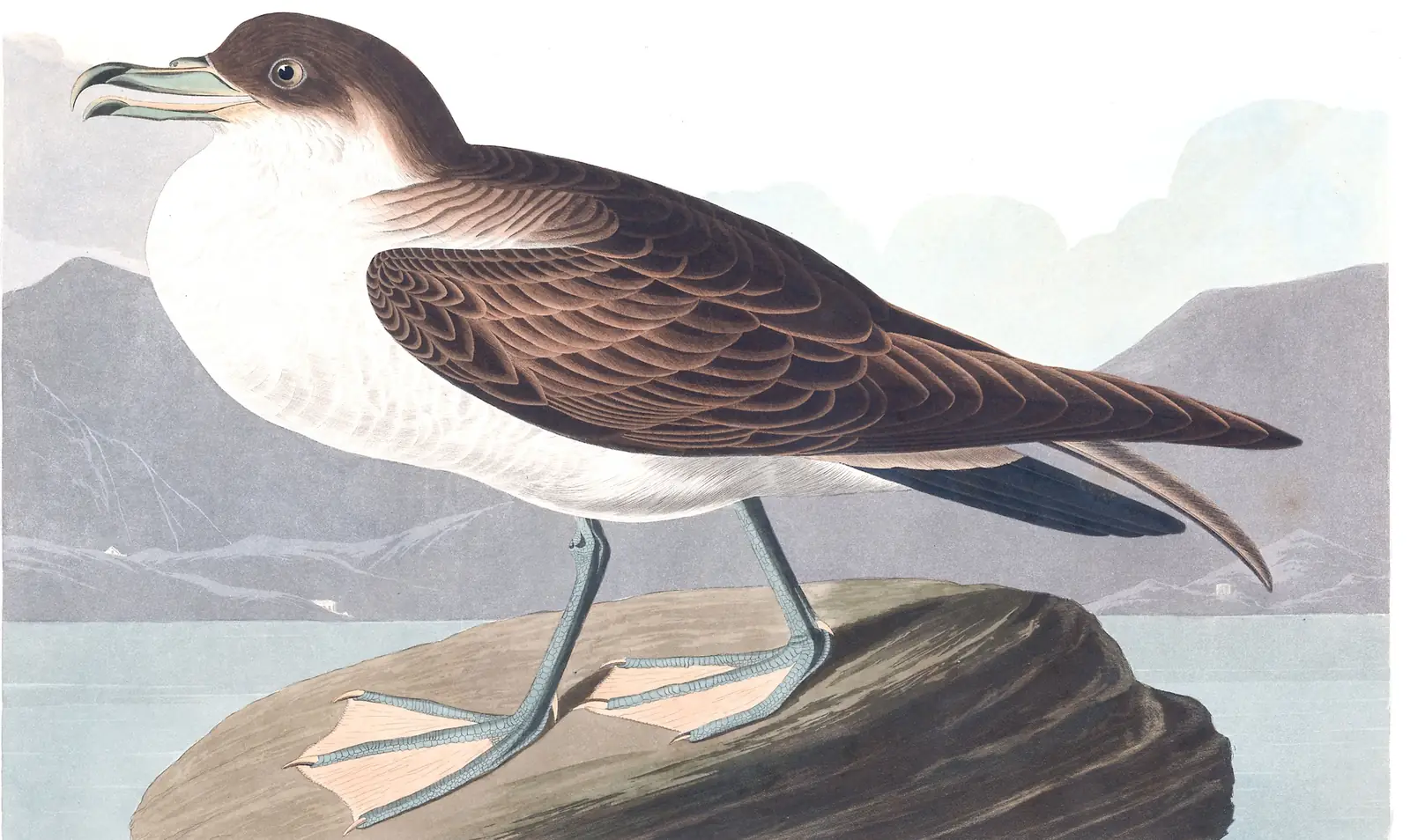 Plate 283 of Audubon's The Birds of America: Great Shearwater (Ardenna gravis)